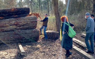 Laissons la forêt telle quelle est