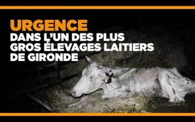 Maltraitance animale dans un élevage girondin