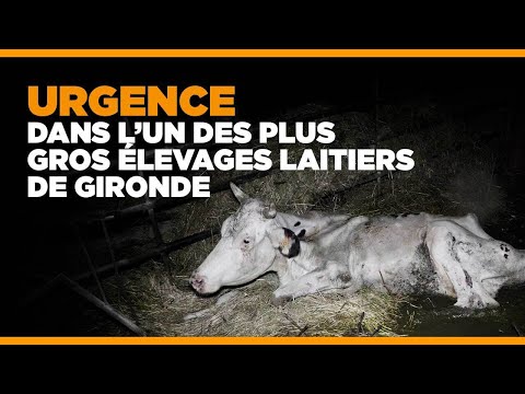 Maltraitance animale dans un élevage girondin