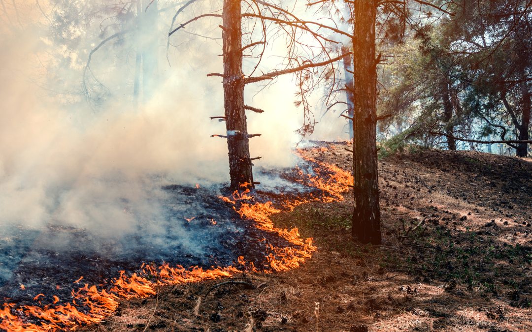 Incendies : une petite loi pour de petites ambitions