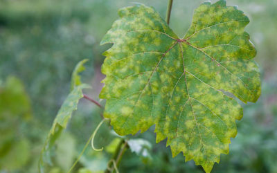 Catastrophe du mildiou : danger pour nos viticulteurs