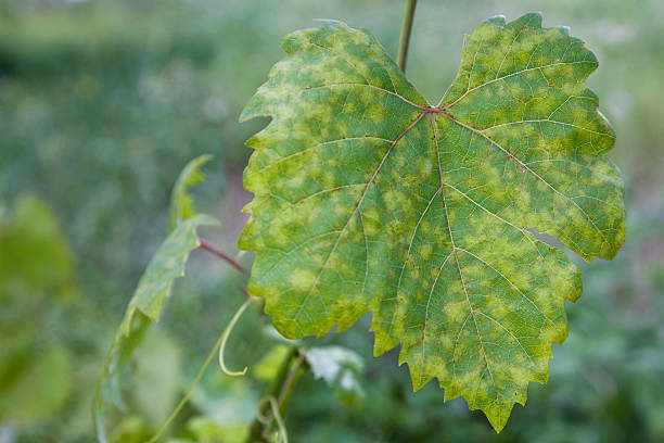 Catastrophe du mildiou : danger pour nos viticulteurs