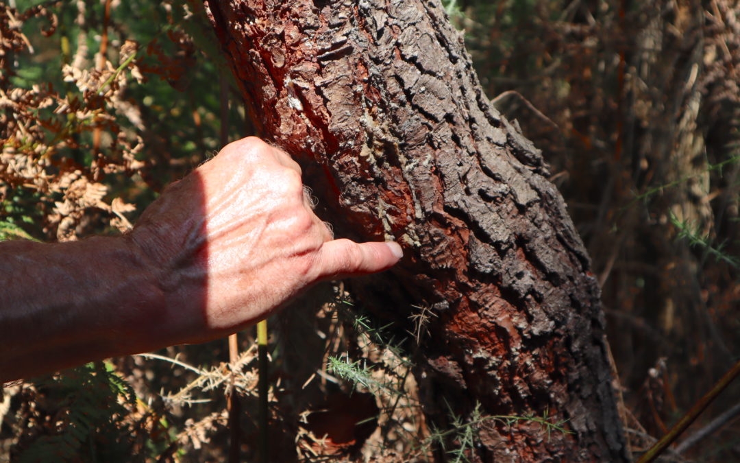 Motion – Pour une reconnaissance juridique des droits de la nature