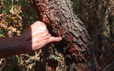 Motion – Pour une reconnaissance juridique des droits de la nature